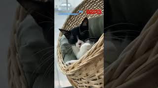 Animal House TV: Funniest Cat & Animal Videos!#FunnyCats #AnimalVideos #AnimalHouseTV