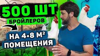 Выращивание бройлера  500 шт на 4•8кв.м помещения! Бизнес на бройлере