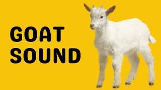 Goat Sound | Bleat