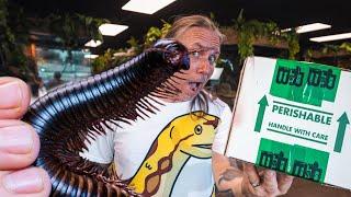 UNBOXING A GIANT AFRICAN MILLIPEDE!! YIKES!! | BRIAN BARCZYK