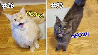 Maine Coon Cats Meowing 100 Times!