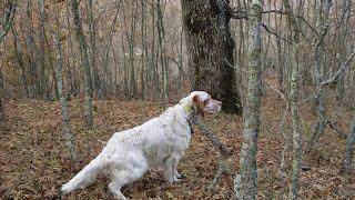 Caccia con il setter inglese