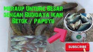 Meraup Untung Besar dengan Budidaya Ikan Betok/Papuyu