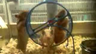 3 hamsters 1 wheel