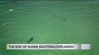 Experts explain reasons for increase in shark sightings along the Gulf Coast following recent attack