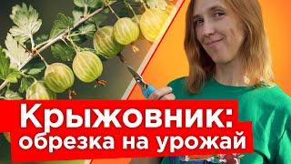 КРЫЖОВНИК БУДЕТ КРУПНЫМ И СЛАДКИМ ПОСЛЕ ТАКОЙ ОБРЕЗКИ ОСЕНЬЮ! Уход за крыжовником в сентябре