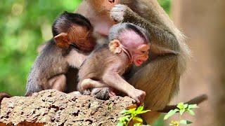 Little baby monkey very jealous with cute baby monkey