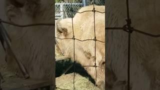 Buffalo enjoying it's food #nature  #animals #buffalo #food