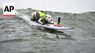 Surf’s up, paws down at the World Dog Surfing Championship