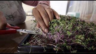 COMPLETE Guide to Growing MICROGREENS For Market & At Home