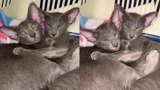 DELIGHTFUL PETERBALD CAT MOMENTS