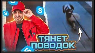 Скайп-консультация (Собака тянет поводок)