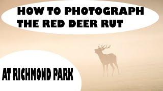 HOW TO PHOTOGRAPH THE RED DEER RUT-RICHMOND PARK