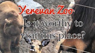 Yerevan Zoo, To Visit Or Not To Visit? | Yerevan, Armenia | Petite Adventures