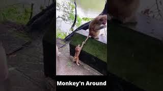 Baby Monkey thinking outside the box!