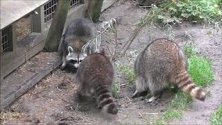 Wasbeer Famous wordt geïntroduceerd in Diergaarde Blijdorp Rotterdam