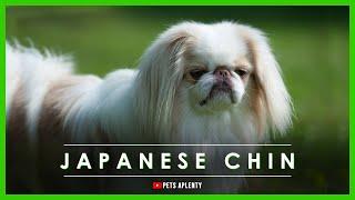 Japanese Chin: The Perfect Companion Dog