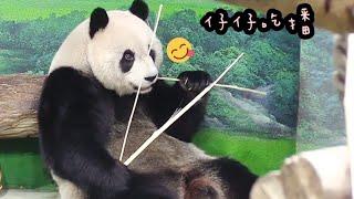 圓仔姐姐乖巧吃播中，圓滾滾的最可愛|熊貓貓熊The Giant Panda Yuan Yuan and Yuan Bao|台北市立動物園