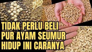 TIPS PINTAR MEMBUAT PUR AYAM MURAH BERKUALITAS PELET AYAM KAMPUNG DARI BAHAN ALAMI || TERNAK AYAM