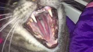 Cat hissing