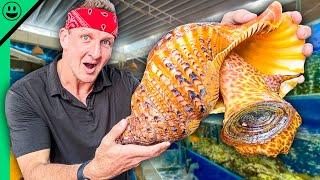 $1000 Seafood Challenge in Vietnam!! Asia’s Exotic Shellfish!!