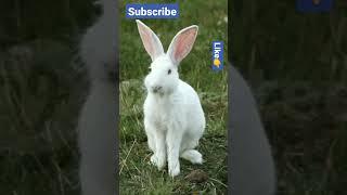 genius / famous rabbit video #animals #shorts