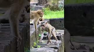 Lovely Abandon Monkey - Enjoy Watching Orphan Baby Monkey In Wild Monkey - Daily Baby Monkey #Short