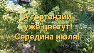 А гортензии уже цветут!Середина июля!15.07.24 #цветы #гортензии #лилейники #лилии