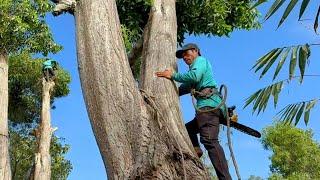 Cưa cây tràm bông vàng siêu to , Gần nhà , Ở hậu giang , Cưa cây kỷ thuật cao