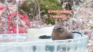 ミソサザイのめちゃくちゃかわいい水浴び！！（2023/11/02 #野鳥 ）