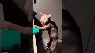 Fitness hairless cat #heartwarming #cat #animallover #animals