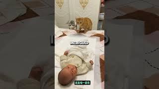 "Curious Cats Meet the Baby! #shortvideo #shorts