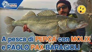 Parliamo di PESCA al PERCA con il PAX di @molix_official