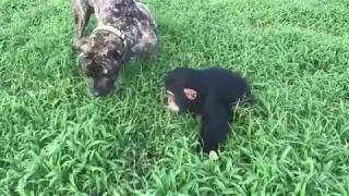 Baby chimpanzee playing with a dog