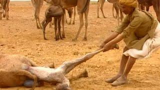 Camel birthing