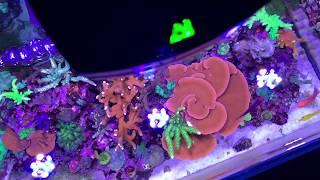 Reef Tank Lighting Schedule - Ai PRIME HD Full Review