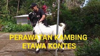 perawatan kambing etawa kaligesing