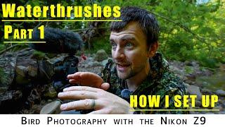Photographing Waterthrush Part 1: How I Set Up for the Shot With Tips for success | Nikon Z9