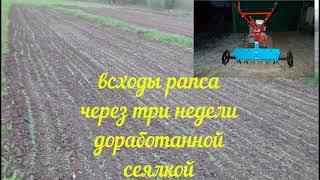 всходы посевов сеялкой СМ 6 ПАХАРЬ 2023г  с уменьшенным расходом семян