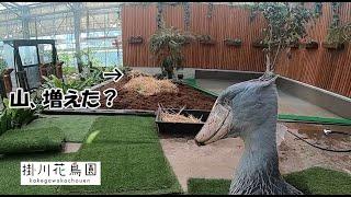 【掛川花鳥園公式】ハシビロコウエリアに山を増やした。カメラの充電が切れた。