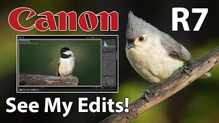 Canon R7 Bird Photography 100-500mm Lens See My Edits!