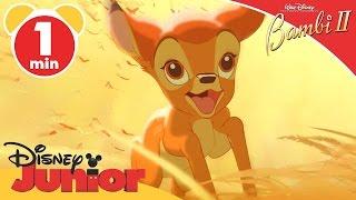 Bambi II | The Dream | Disney Junior UK