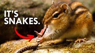 You Won’t Believe What Chipmunks Eat For Lunch