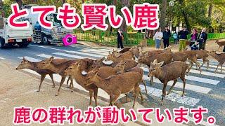 Nara deer park in japan There is only one park in the world where deer walk among the men.