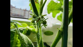 Завязи помидоров,кошка-пчёлка опыляет томаты,A cat like a bee pollinates tomatoes