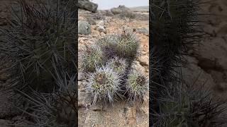 КАКТУСЫ В ПРИРОДЕ #Copiapoa marginata #пустыня #Атакама #Чили #кактусы #природа #путешествия #поход