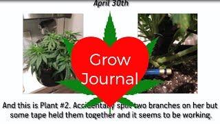 Grow Journal: Growing Unknown Bag Seeds
