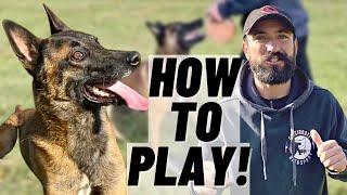 How I PLAY With My MALINOIS!