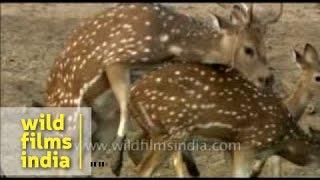 Spotted Deer tries but fails to mate!