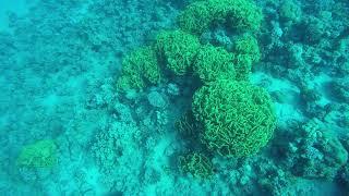 Diving in the Red Sea, Aqaba, Jordan